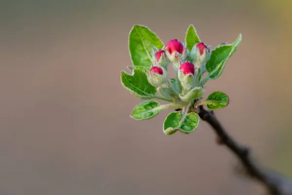 Enfoque Selectivo Del Brote Manzana Que Florece Primavera — Foto de Stock