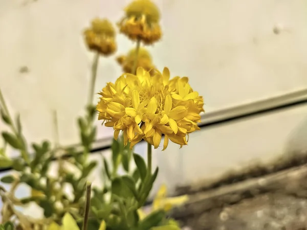 Een Closeup Van Gele Allium Moly Bloemen Achtertuin — Stockfoto