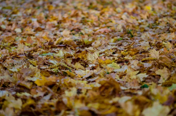 Close Folhas Folhagem Outono — Fotografia de Stock