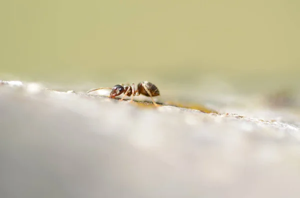 Płytkie Skupienie Mrówki Szorstkiej Powierzchni — Zdjęcie stockowe