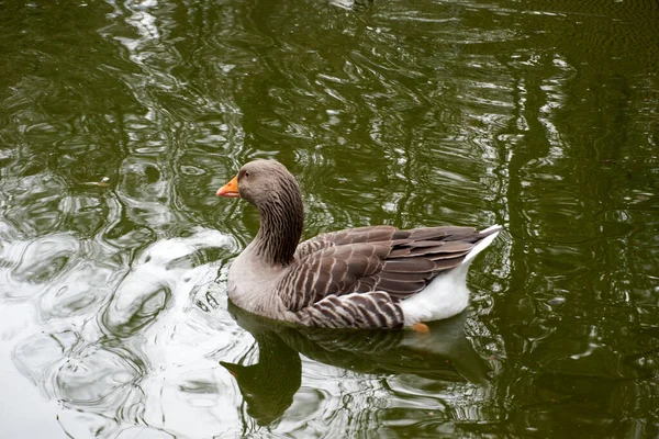 一只鹅在池塘里游泳的特写镜头 — 图库照片