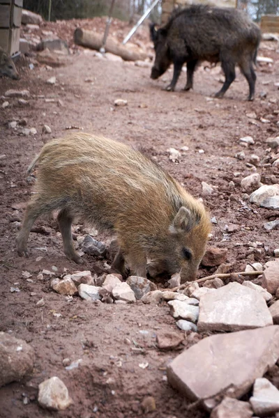 Een Verticaal Schot Van Een Jong Bruin Wild Zwijn Zijn — Stockfoto