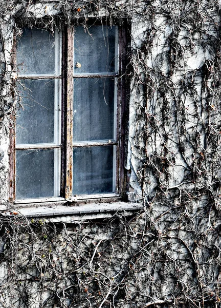 Ein Altes Fenster Der Hauswand Mit Überwucherten Trockenen Schlingpflanzen — Stockfoto