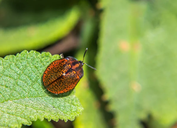 Een Ondiepe Focus Van Een Insect Groene Bladeren Buiten — Stockfoto