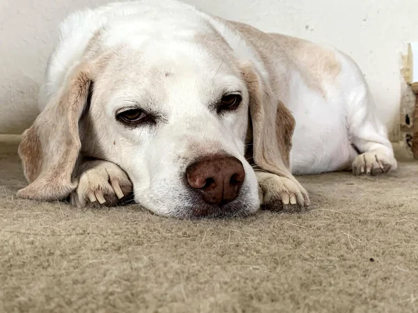 A lonely Labrador Retriever dog with a sad look is resting on the ground