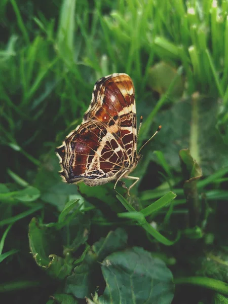 Крупным Планом Снимок Милой Бабочки Зеленой Траве — стоковое фото