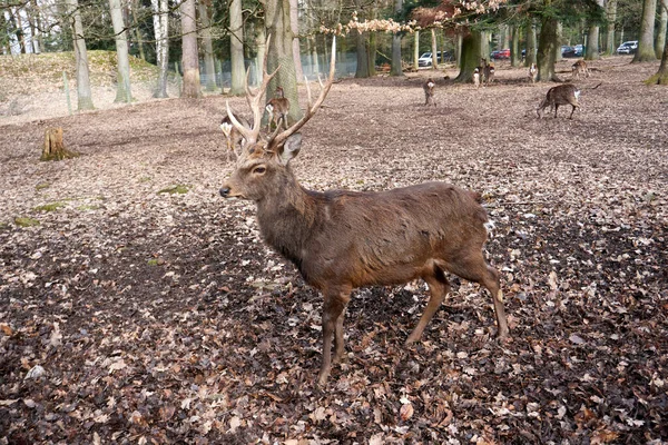 Een Close Shot Van Een Hert Een Herfst Woud — Stockfoto