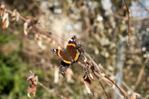 Plan Sélectif Papillon Amiral Perché Sur Bourgeon Floral — Photo