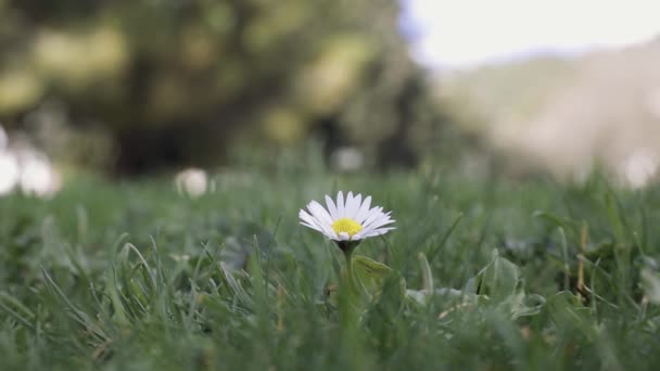 Kwiat Rumianku Rosnący Trawie Zewnątrz Koncepcja Latem Widok Bliska — Wideo stockowe