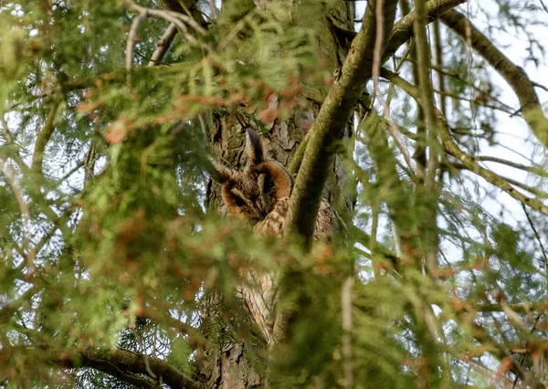 Plan Sélectif Une Chouette Assise Sur Branche Arbre — Photo