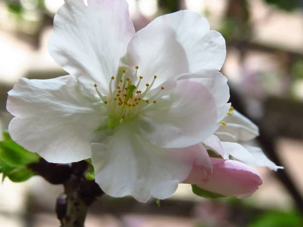 Красива Квітка Вишні Розмитим Фоном — стокове фото