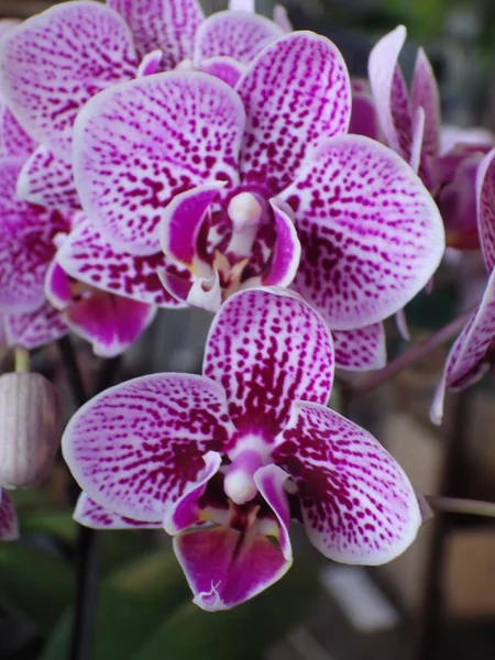 Close Belo Mês Violeta Orquídeas Sulawesi Crescendo Jardim — Fotografia de Stock