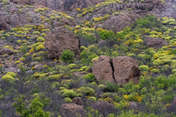 Uma Terra Rochosa Com Plantas Gree — Fotografia de Stock