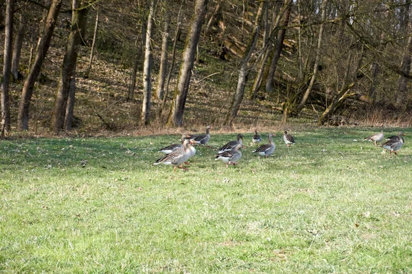 Egy Csomó Kacsa Áll Árnyékban Egy Fűmezőn Találkozik Egy Sűrű — Stock Fotó