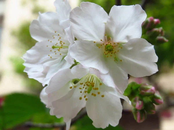 桜の蕾を背景にした美しい桜のライトアップ — ストック写真