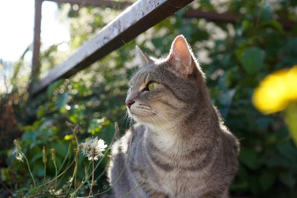 Une Mise Point Sélective Chat Gris Regardant Quelque Chose Sur — Photo