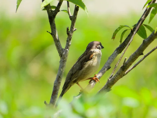 Een Schattig Huisje Mus Vogel Een Boom Tak — Stockfoto