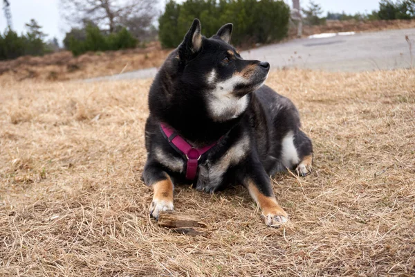 Mignon Shiba Inu Noir Bronzé Couché Sur Herbe Sèche — Photo