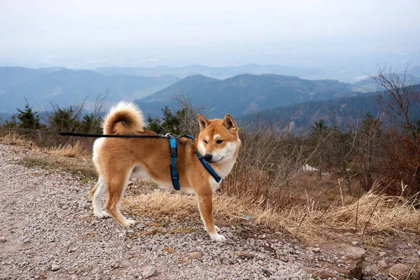 山に囲まれた丘の上の外にある綱の上の可愛い柴犬 — ストック写真