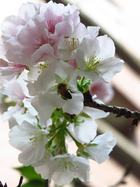 Una Collezione Api Polline Bellissimi Fiori Ciliegio — Foto Stock