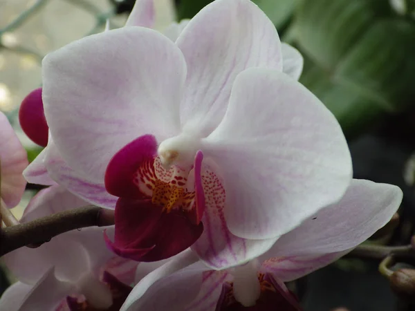 Gros Plan Une Belle Orchidée Rose Poussant Dans Jardin — Photo