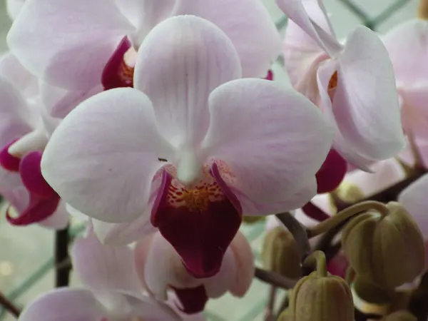 Närbild Vackra Rosa Orkidéer Som Växer Trädgård — Stockfoto