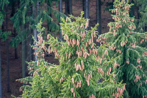 Nahaufnahme Einer Fichte Mit Kiefernzapfen Wald — Stockfoto