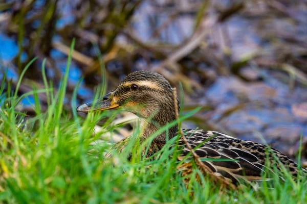 Селективный Фокус Водоплавающей Птицы Травянистом Берегу Реки — стоковое фото