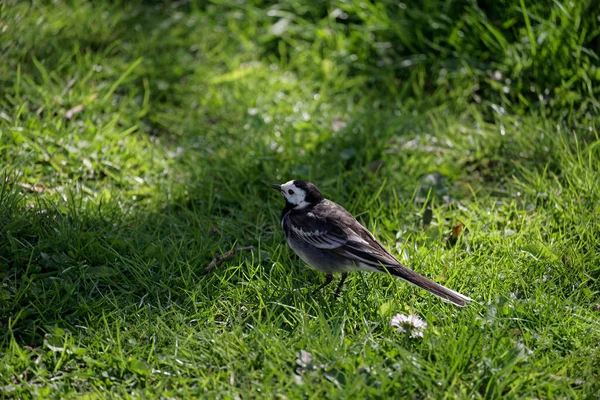 Close Pássaro Wagtail Uma Lei Gramínea — Fotografia de Stock