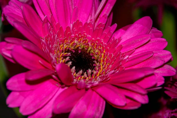 Enfoque Selectivo Una Gerbera Rosa Vibrante —  Fotos de Stock