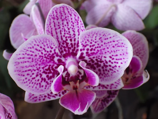 Közelkép Gyönyörű Lila Hónapról Sulawesi Orchideák Nőnek Kertben — Stock Fotó