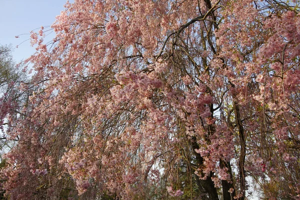 Die Blühende Vibrantsakura Einem Park — Stockfoto
