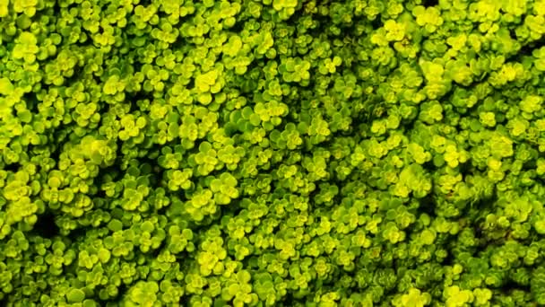 Plantas Verdes Crescendo Livre Conceito Verão Vista Perto — Vídeo de Stock