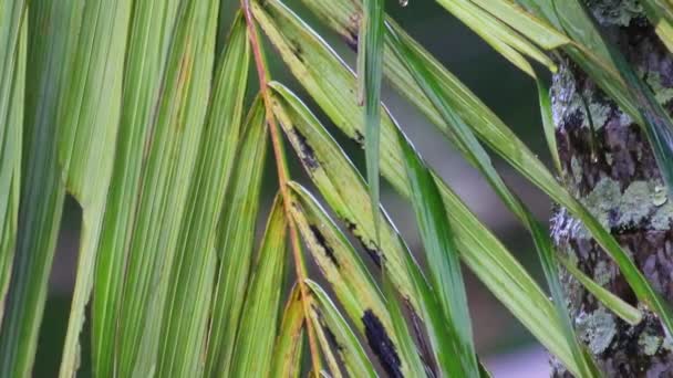 Vista Folhas Verdes Palmeira Dia Chuvoso Conceito Verão Vista Próxima — Vídeo de Stock
