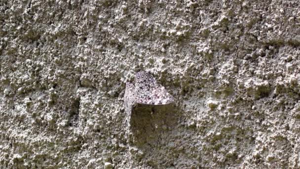 Schmetterling Auf Wandhintergrund Sommerkonzept Nahsicht — Stockvideo