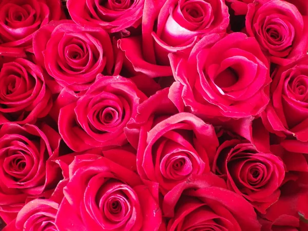 Ένα Κοντινό Πλάνο Λαμπερά Ροζ Τριαντάφυλλα — Φωτογραφία Αρχείου