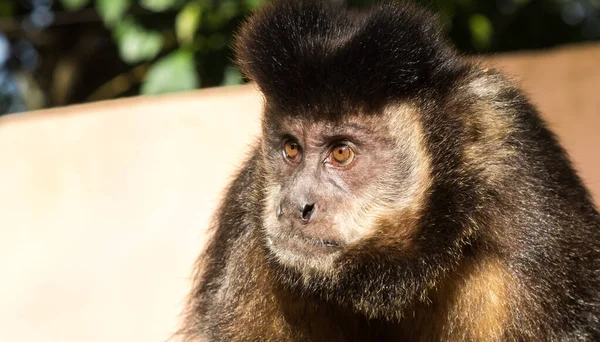 Närbild Söt Capuchin Apa — Stockfoto