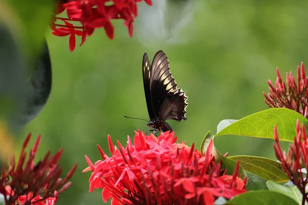 Mise Point Sélective Papillon Perché Sur Une Fleur Ixora Rouge — Photo