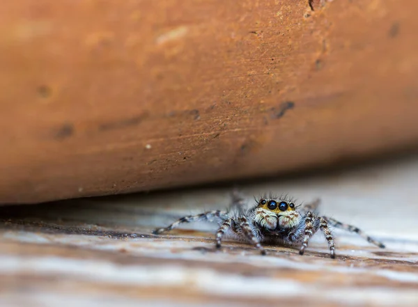 Eine Nahaufnahme Einer Springenden Spinne — Stockfoto