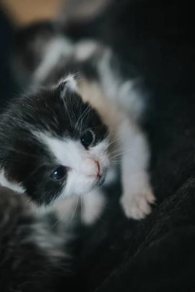 Een Closeup Shot Van Een Pasgeboren Kitten — Stockfoto