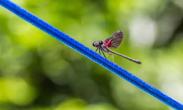 Eine Selektive Fokusaufnahme Einer Libelle Auf Einem Blauen Draht — Stockfoto