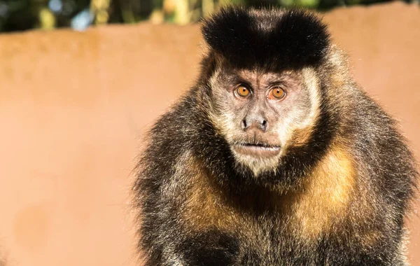 Closeup Shot Cute Capuchin Monkey — Stock Photo, Image