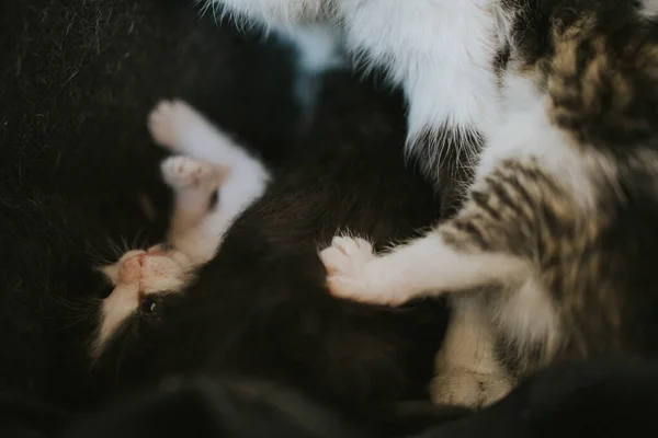 Yeni Doğmuş Bir Kedi Yavrusunun Yakın Çekimi — Stok fotoğraf