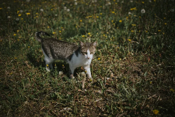 Ένα Κοντινό Πλάνο Μιας Γάτας Στο Γήπεδο Πικραλίδες — Φωτογραφία Αρχείου