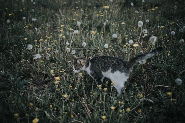 タンポポのフィールドを歩いてかわいい白と茶色の猫のクローズアップショット — ストック写真