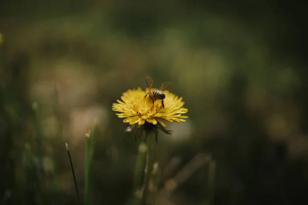 Nahaufnahme Einer Biene Auf Einem Gelben Löwenzahn — Stockfoto