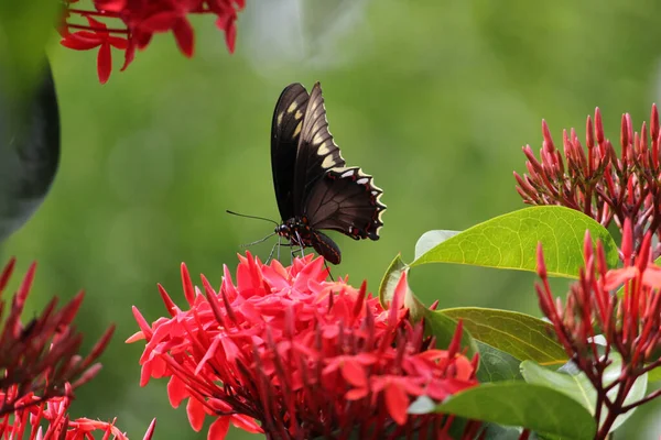 Tiro Seletivo Foco Uma Borboleta Empoleirada Flor Vermelha Ixora — Fotografia de Stock