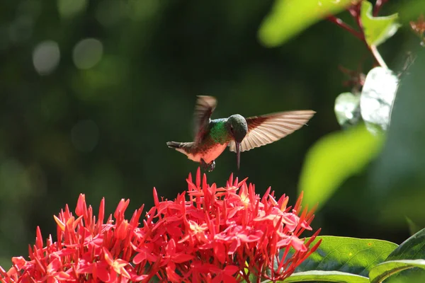 stock image A selective focus shot of a hummingbird feeding on red ixora flowers