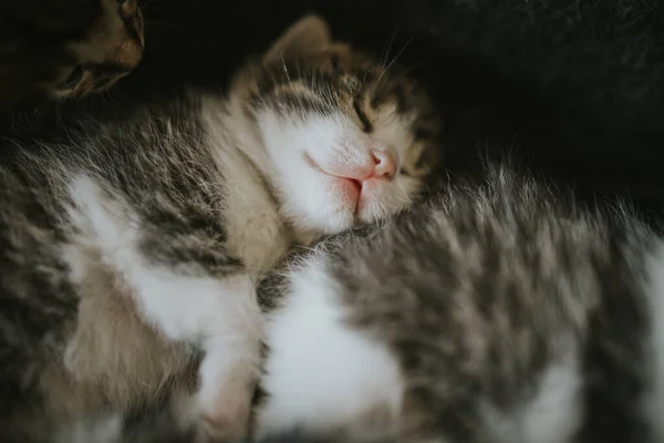 Een Closeup Shot Van Een Pasgeboren Kitten — Stockfoto