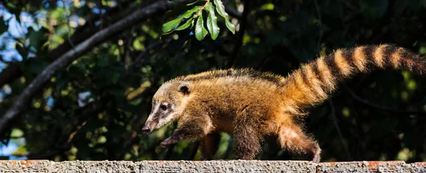 Close Coati Coatimundis Andando Sobre Superfície Pedra — Fotografia de Stock